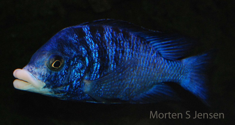 Placidochromis phenochilus 'Mdoka Reef'